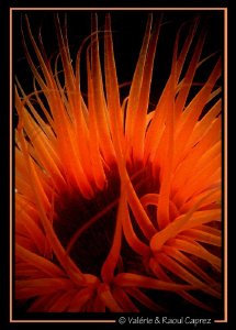 Fire under water by Raoul Caprez 